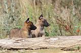 MALINOIS 275